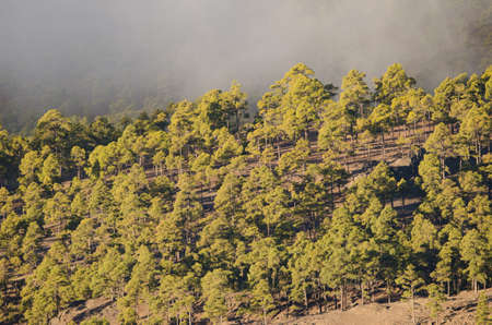 Forest of Canary Island pine Pinus canariensis in the fog. Integral Natural Reserve of Inagua. Gran...