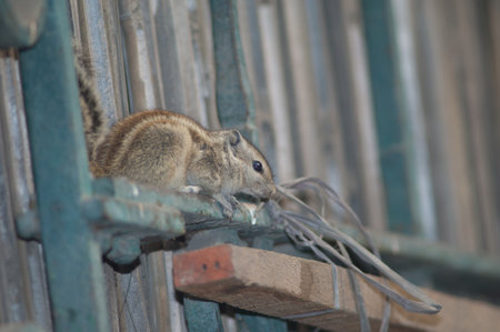 Indian palm squirrel Funambulus palmarum. Old Delhi. Delhi. India.の写真素材