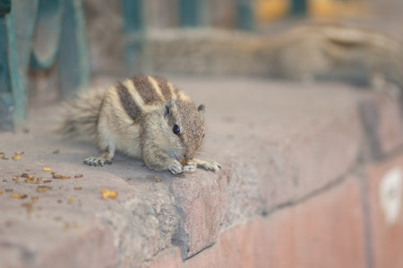 Indian palm squirrel Funambulus palmarum eating. Old Delhi. Delhi. India.の写真素材