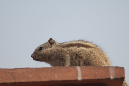 Indian palm squirrel Funambulus palmarum. Old Delhi. Delhi. India.の写真素材