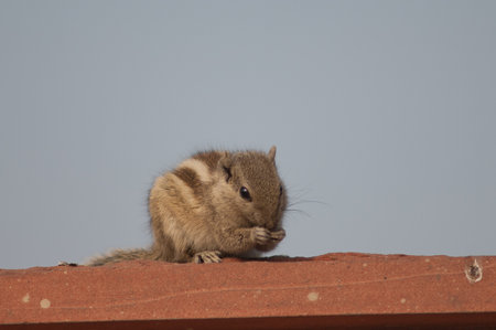 Indian palm squirrel Funambulus palmarum eating. Old Delhi. Delhi. India.の写真素材