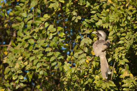 Indian grey hornbill Ocyceros birostris. Female. Bandhavgarh National Park. Madhya Pradesh. India.の写真素材