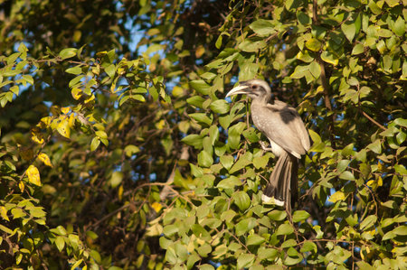Indian grey hornbill Ocyceros birostris. Female. Bandhavgarh National Park. Madhya Pradesh. India.の写真素材