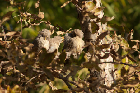 Jungle babblers Turdoides striatus preening. Bandhavgarh. Madhya Pradesh. India.の写真素材