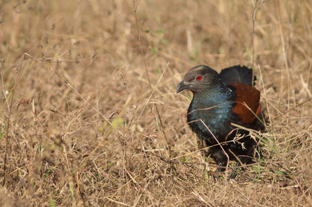 Greater coucal Centropus sinensis in the tall grass. Bandhavgarh National Park. Madhya Pradesh....