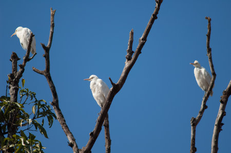 Cattle egrets Bubulcus ibis on a tree. Tala. Madhya Pradesh. India.