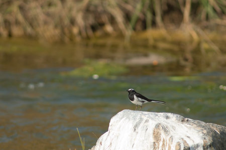 White-browed wagtail Motacilla maderaspatensis on a rock. Hiran river. Sasan. Gir Sanctuary. Gujarat. India.の写真素材