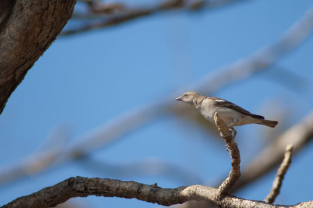 Male yellow-throated sparrow Gymnoris xanthocollis. Gir National Park. Gujarat. India.の写真素材