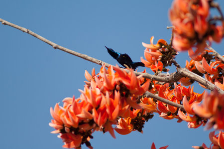 Purple sunbird Cinnyris asiaticus on a flame-of-the-forest Butea monosperma. Male in the breeding season. Gir National Park. Gujarat. India.の写真素材