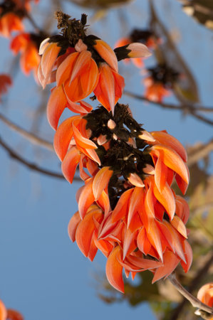 Flowers of flame-of-the-forest Butea monosperma. Gir National Park. Gujarat. India.の写真素材