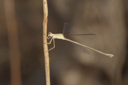 Dragonfly on the stem of a plant. Gir National Park. Gujarat. India.の写真素材