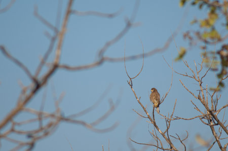 Crested serpent eagle Spilornis cheela. Gir Sanctuary. Gujarat. India.の写真素材