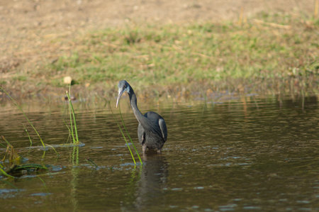 Western reef egret Egretta gularis. Dark morph in the Hiran river. Sasan. Gir Sanctuary. Gujarat. India.の写真素材