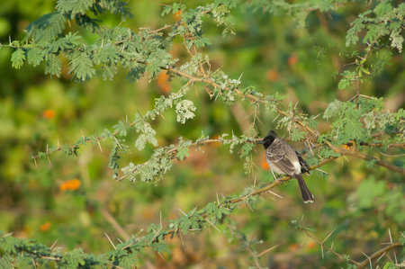 Red-vented bulbul Pycnonotus cafer on a siclebush Dichrostachys cinerea. Hiran river. Sasan. Gir Sanctuary. Gujarat. India.の写真素材