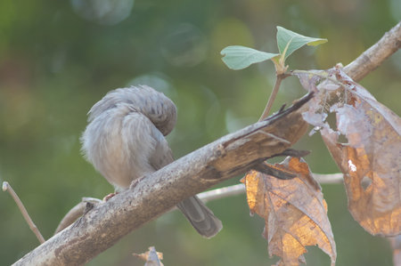 Jungle babbler Turdoides striatus preening on a branch. Sasan. Gir Sanctuary. Gujarat. India.の写真素材