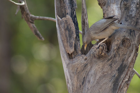 Jungle babbler Turdoides striatus searching for food. Sasan. Gir Sanctuary. Gujarat. India.の写真素材