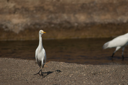 Cattle egret Bubulcus ibis in the Hiran river. Sasan. Gir Sanctuary. Gujarat. India.の写真素材