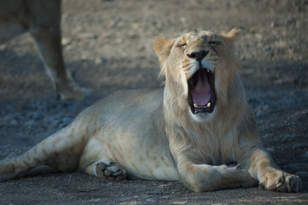Asiatic lion Panthera leo persica in Devalia. Lioness yawning. Gir Sanctuary. Gujarat. India.の写真素材