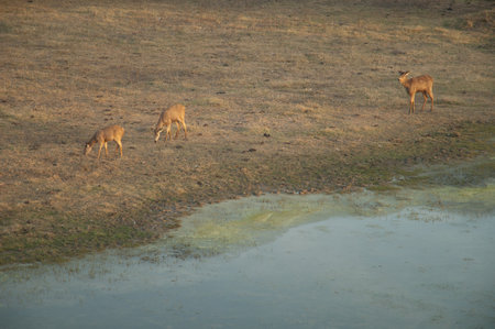 Sambar Cervus unicolor in Keoladeo Ghana National Park. Bharatpur. Rajasthan. India.の写真素材