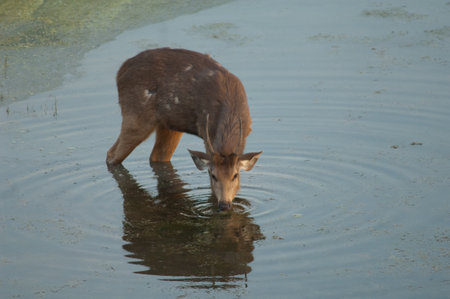 Sambar stag Cervus unicolor feeding in a lagoon. Keoladeo Ghana National Park. Rajasthan. India.の写真素材