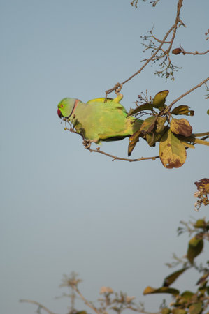 Male rose-ringed parakeet Psittacula krameri eating. Keoladeo Ghana National Park. Bharatpur....