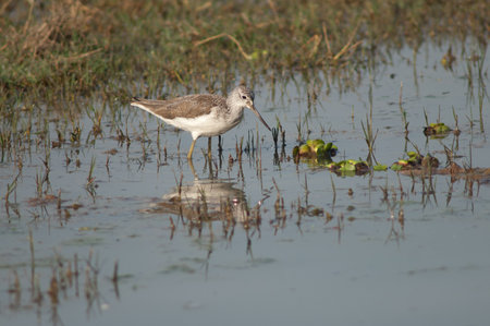 Common greenshank Tringa nebularia in a lagoon. Keoladeo Ghana National Park. Bharatpur. Rajasthan. India.の写真素材