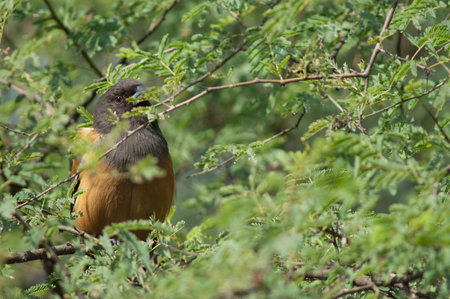 Rufous treepie Dendrocitta vagabunda on a tree. Keoladeo Ghana National Park. Bharatpur. Rajasthan. India.の写真素材