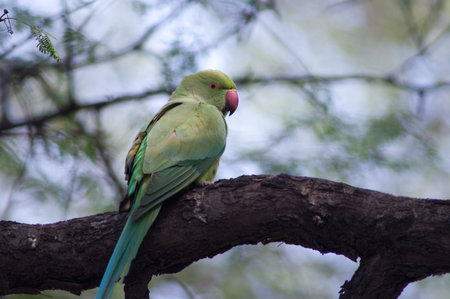 Female rose-ringed parakeet Psittacula krameri. Keoladeo Ghana National Park. Bharatpur. Rajasthan. India.の素材 [FY310161094915]