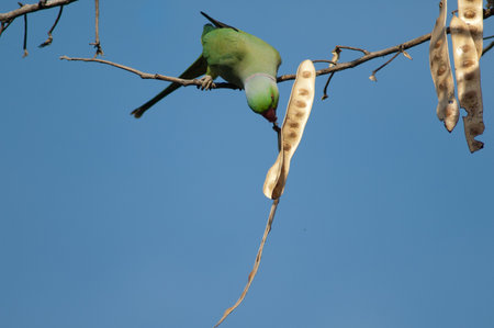 Male rose-ringed parakeet Psittacula krameri eating. Keoladeo Ghana National Park. Bharatpur....