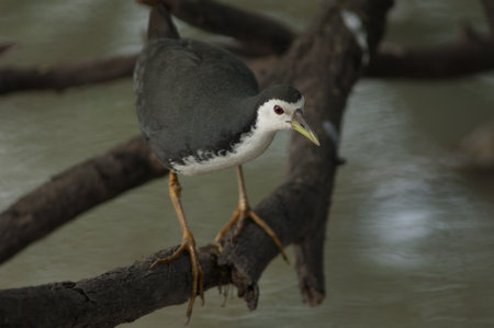 White-breasted waterhen Amaurornis phoenicurus on a branch. Keoladeo Ghana National Park. Bharatpur. Rajasthan. India.の写真素材