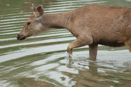Sambar hind Rusa unicolor in a lagoon. Keoladeo Ghana National Park. Bharatpur. Rajasthan. India.の写真素材