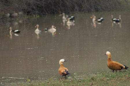 Pair of ruddy shelducks Tadorna ferruginea. Female to the left and male to the right. Keoladeo Ghana National Park. Bharatpur. Rajasthan. India.の写真素材