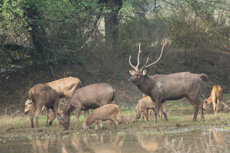 Herd of sambar Rusa unicolor. Keoladeo Ghana National Park. Bharatpur. Rajasthan. India.の写真素材