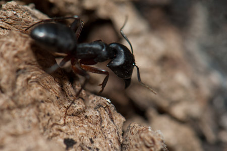 Ant Camponotus compressus on the ground. Keoladeo Ghana National Park. Bharatpur. Rajasthan. India.の写真素材