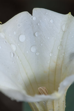 Flower of datura Datura sp. Keoladeo Ghana National Park. Bharatpur. Rajasthan. India.の写真素材