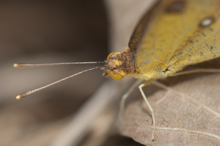 Female white orange tip Ixias marianne. Keoladeo Ghana National Park. Bharatpur. Rajasthan. India.の写真素材