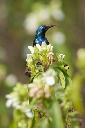 Male purple sunbird Nectarinia asiatica. Keoladeo Ghana National Park. Bharatpur. Rajasthan. India.の写真素材