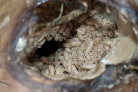 Larvae of common green bottle fly Lucilia sericata feeding on the zebus body Bos primigenius indicus. Keoladeo Ghana. Bharatpur. Rajasthan. India.の写真素材