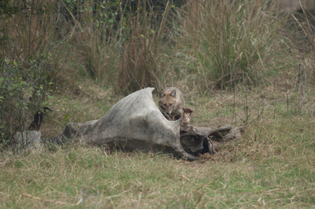 Golden jackal Canis aureus indicus feeding of a dead zebu. Keoladeo Ghana National Park. Bharatpur. Rajasthan. India.の写真素材