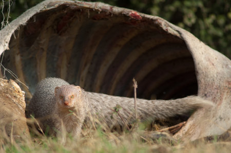 Indian grey mongoose Herpestes edwardsii next to a dead zebu. Keoladeo Ghana National Park. Bharatpur. Rajasthan. India.の写真素材