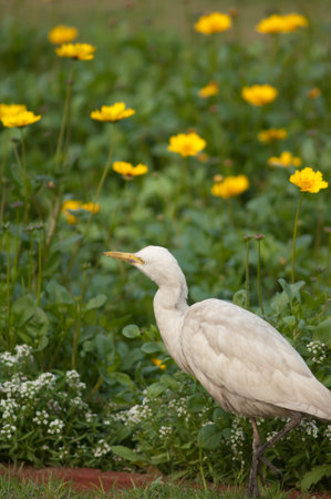 Cattle egret Bubulcus ibis in the Taj Mahal gardens. Agra. Uttar Pradesh. India.の写真素材