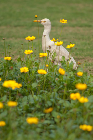 Cattle egret Bubulcus ibis in the Taj Mahal gardens. Agra. Uttar Pradesh. India.の写真素材