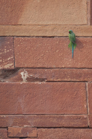 Male rose-ringed parakeet Psittacula krameri. Agra. Uttar Pradesh. India.