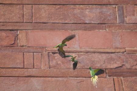 Rose-ringed parakeets Psittacula krameri fighting. Agra. Uttar Pradesh. India.