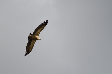 Griffon vulture Gyps fulvus gliding. Salto del Gitano. Monfrague National Park. Caceres. Extremadura. Spain.の写真素材