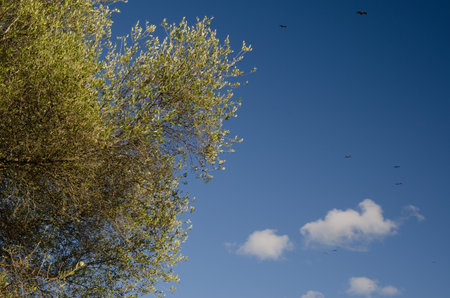 Olive Olea europaea sylvestris and griffon vultures Gyps fulvus gliding in the background. Monfrague National Park. Caceres. Extremadura. Spain.の素材 [FY310161926489]