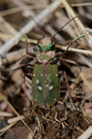 Common tiger beetle Cicindela maroccana. Monfrague National Park. Caceres. Extremadura. Spain.の写真素材