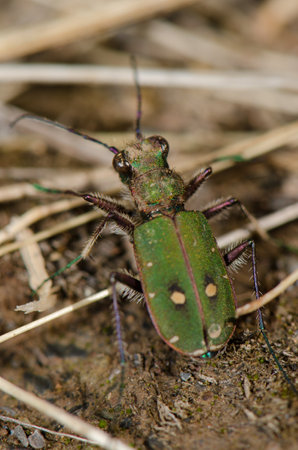 Common tiger beetle Cicindela maroccana. Monfrague National Park. Caceres. Extremadura. Spain.の写真素材
