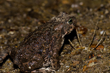 Common toad Bufo bufo in Malpartida de Plasencia. Caceres. Extremadura. Spain.