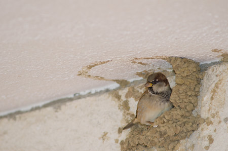 House sparrow Passer domesticus. Male on the nest remains of common house martin Delichon urbicum. Caceres. Extremadura. Spain.の写真素材